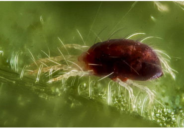 Plagas en el cultivo de Marihuana y cómo combatirlas