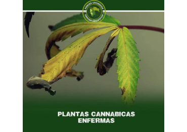 Plantas de marihuana Enfermas