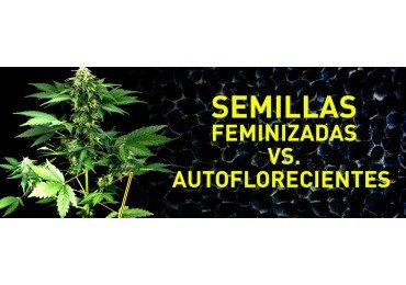 Semillas feminizadas vs  Semillas autoflorecientes