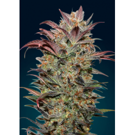 Auto Chocolate Cream