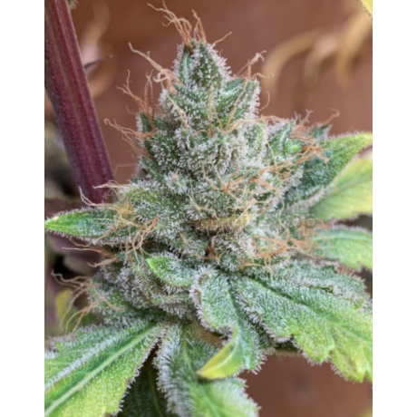 Bubba Kush X Pck