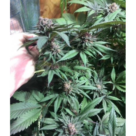 Bubba Kush X Pck