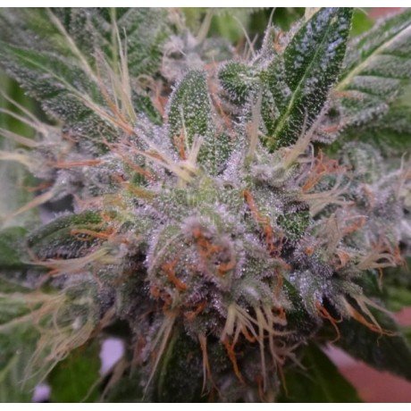 Bubba Hash 