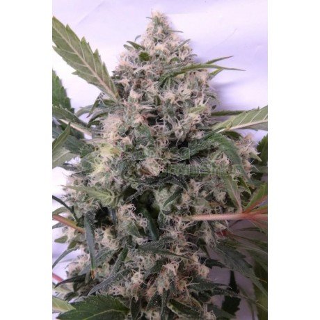Bubba Hash 