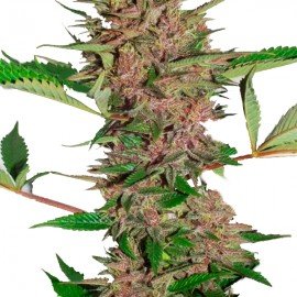 Pakistan Chitral Kush Regular 10 semillas