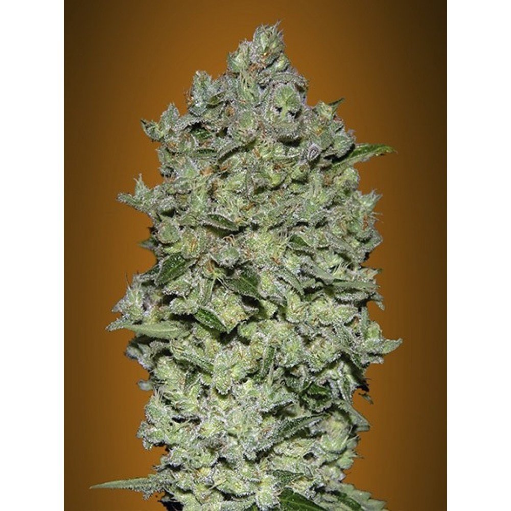 Biodiesel Mass Auto