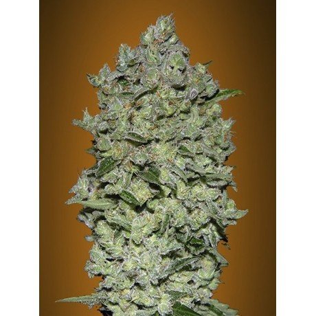 Biodiesel Mass Auto