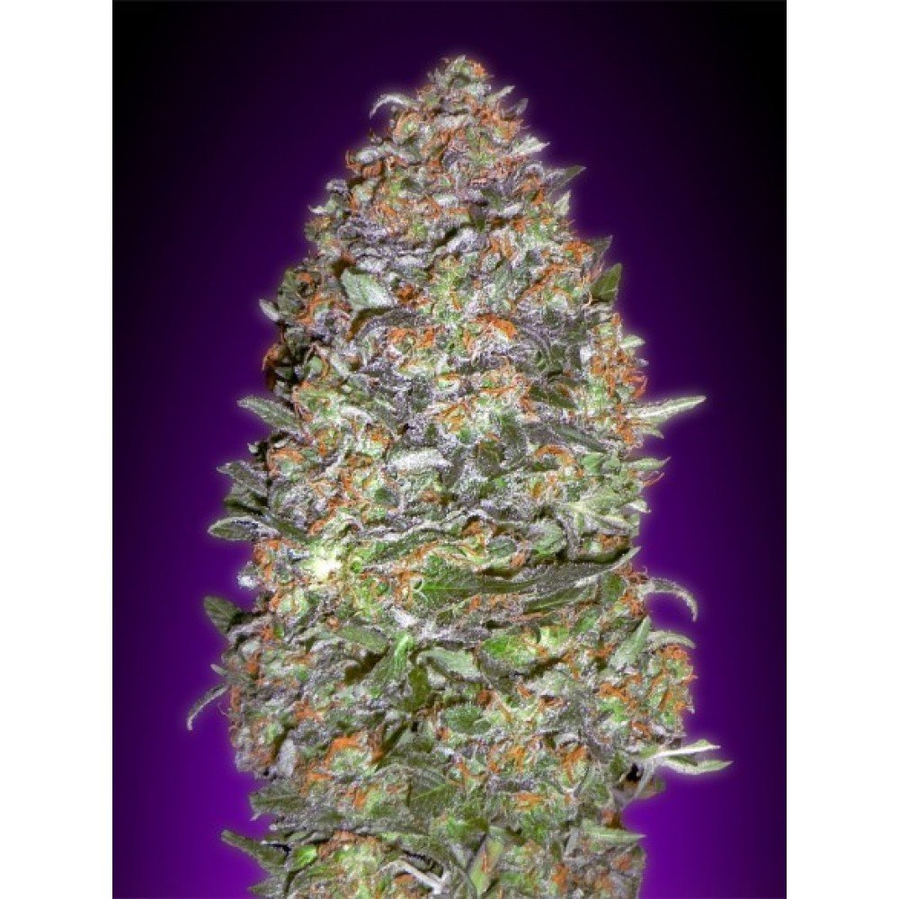 NYC Diesel Auto