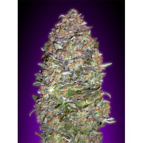 NYC Diesel Auto