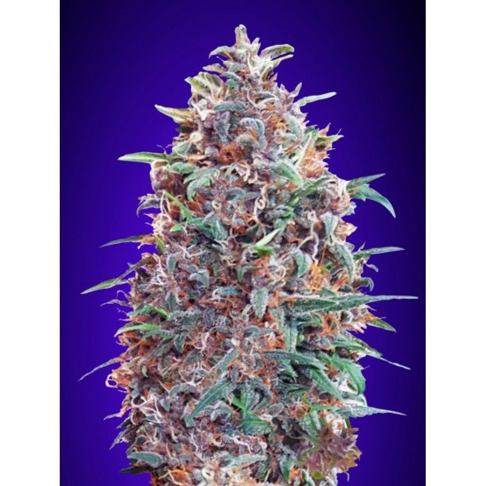 Purple Diesel Auto