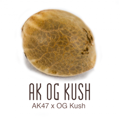 Ak Og Kush