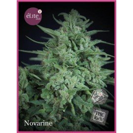 Novarine Clasica THCV