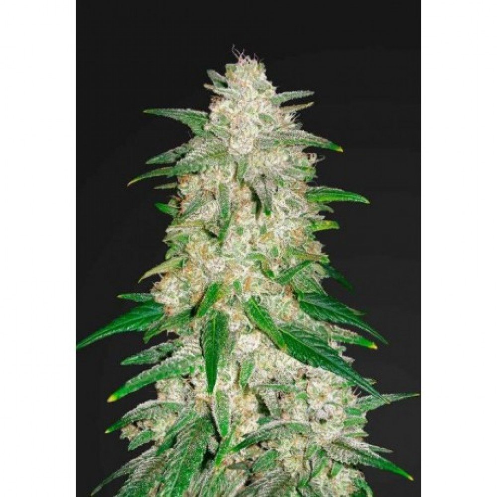Gelato Autofloreciente