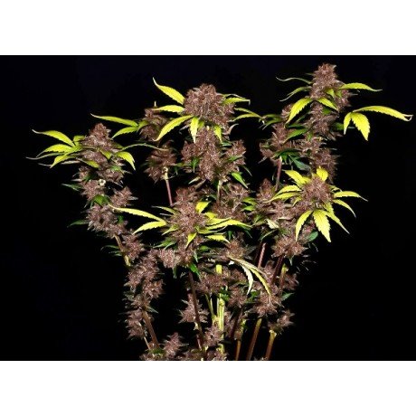 Purple Lemonade Autofloreciente