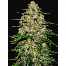 Wedding Cheese Autofloreciente