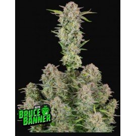 Bruce Banner Auto