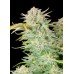 Bruce Banner Auto