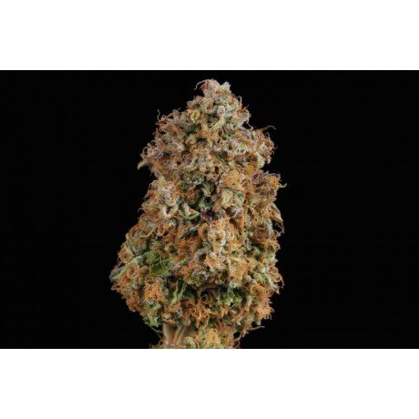 Gelato 41  pack 5 semillas+2 de regalo