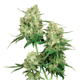 Maple Leaf Indica Regular 10 Semillas