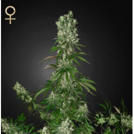 White Strawberry Skunk