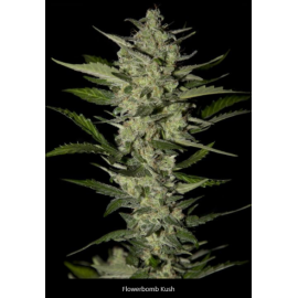 Flowerbomb Kush