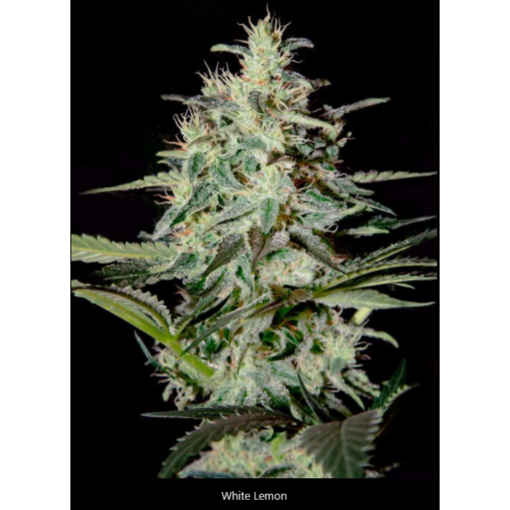White Lemon