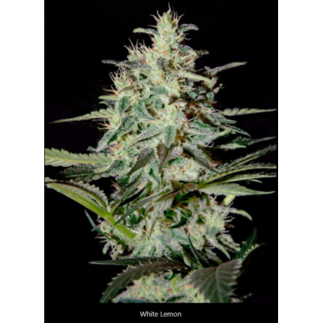White Lemon