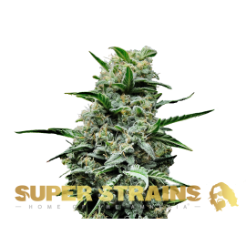 Turing Autoflowering