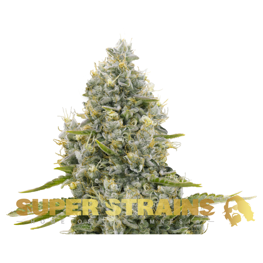 Agartha CBD