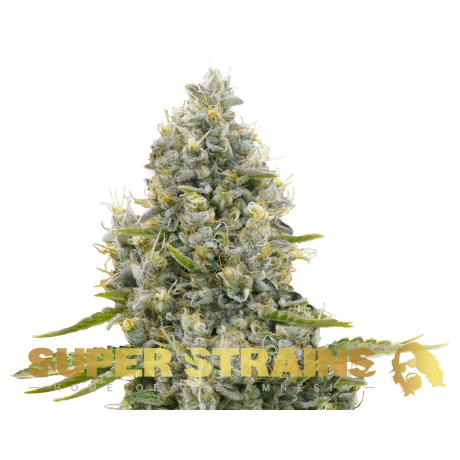 Agartha CBD