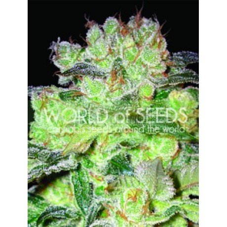 Afghan Kush x White Widow