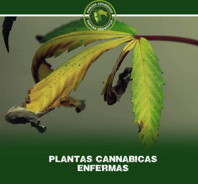 Plantas de marihuana Enfermas